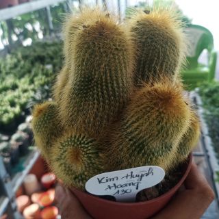 Xương rồng bụi Kim Huỳnh Hoàng