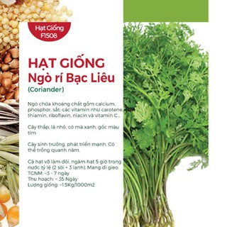 Hạt giống Ngò rí Bạc liêu (Coriander)