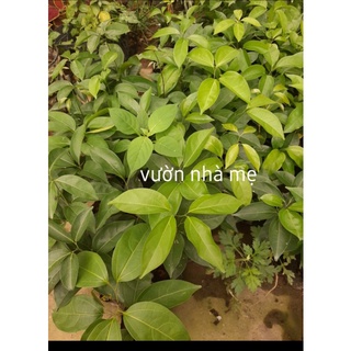Cây lan tỏi