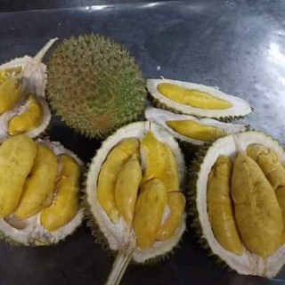 Cây giống sầu riêng Musang King