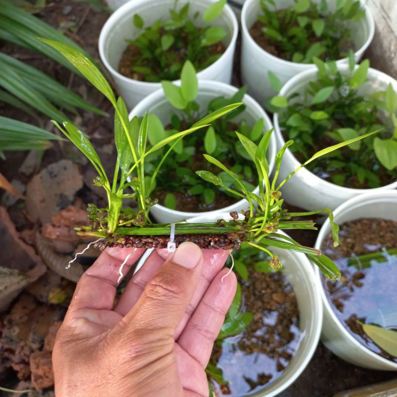 Cây thủy sinh lan nước trên thanh giá thể napad CTS20