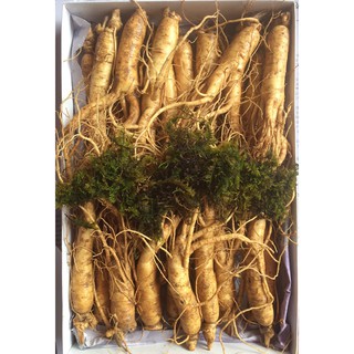 Nhân sâm Hàn Quốc loại hầm gà 20-30 củ/kg