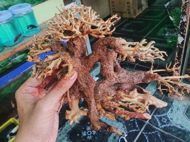 CÂY BONSAI CÓ TÁN TRANG TRÍ HỒ CÁ THỦY SINH NON BỘ 20x10x10cm