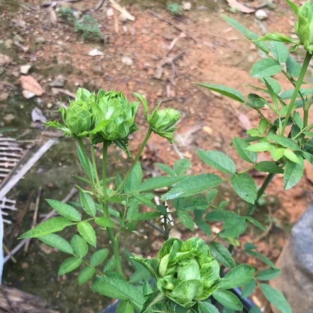Cây hồng xanh(hồng Nhật)