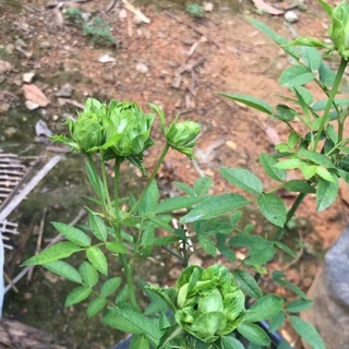 Cây hồng xanh(hồng Nhật)