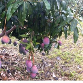 Cây giống xoài tím 55k/ cây
