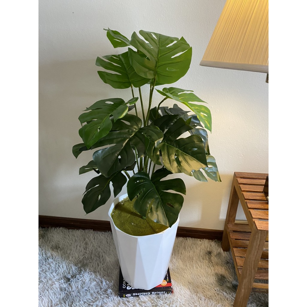 cây lá rùa 18 lá siêu to - cao 80cm kèm chậu to