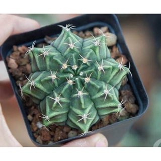 Xương rồng Gymno các loại