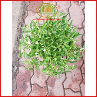 Cây gia vị cây ớt hiểm đang có hoa trái như hình