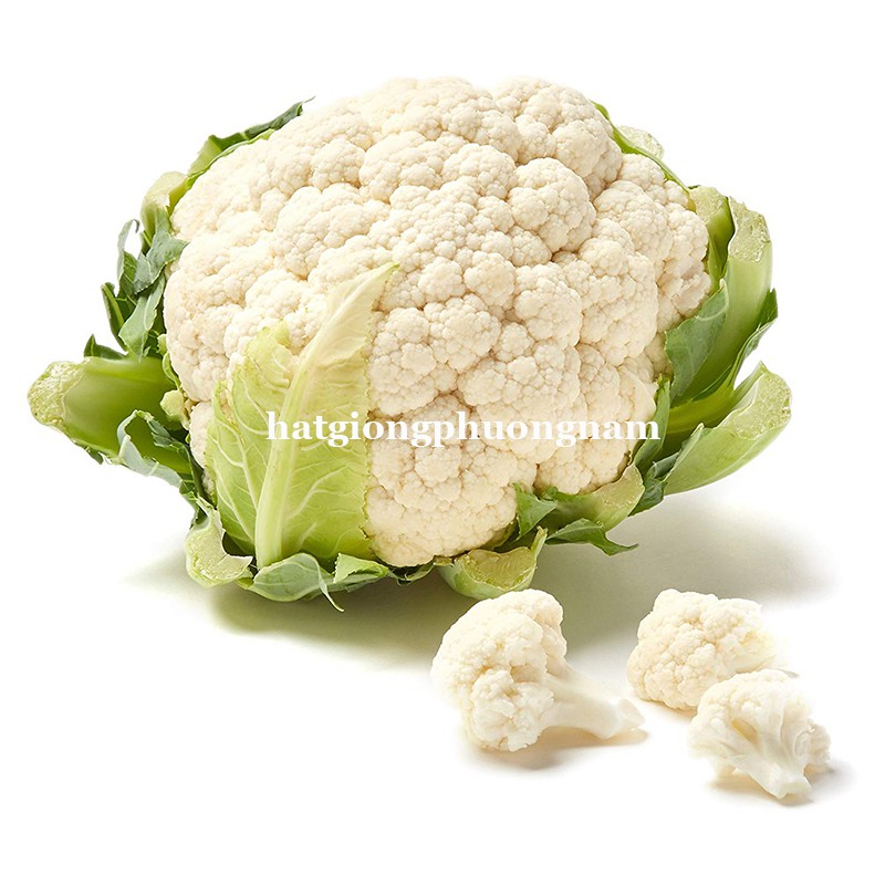 0,5GR - HẠT GIỐNG SÚP LƠ TRẮNG