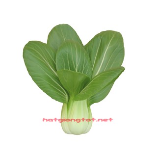 Hạt giống rau cải chip(cải thìa)