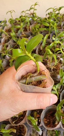 Ki chớp mỹ chuẩn hoa
