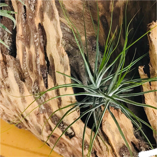 Cây không khí Tillandsia Schiedeana ‘Minor’