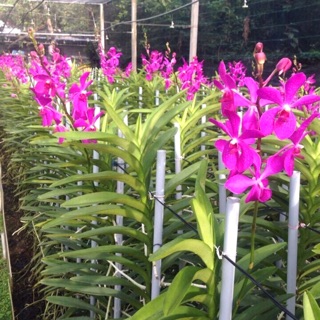 Mokara Tím Keniku - Cây Giống Cao Tầm 35cm