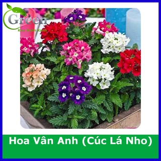 Hạt Giống Hoa Vân Anh (Cúc Lá Nho) Mix