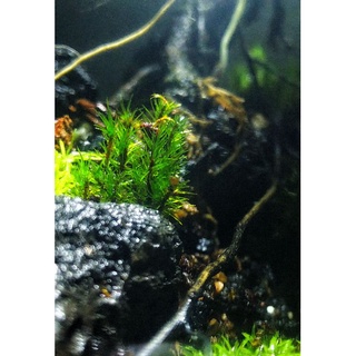 Hộp Rêu HAIRCAP làm terrarium
