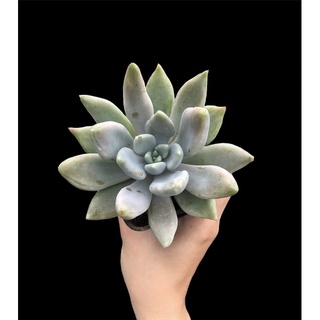SEN ĐÁ GIỐNG MỚI ĐỘT BIẾN LÁ