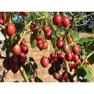 4 Hạt giống Cà chua Thân gỗ 