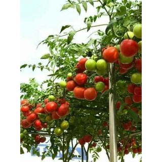 Hạt giống Cà chua bạch tuộc leo giàn