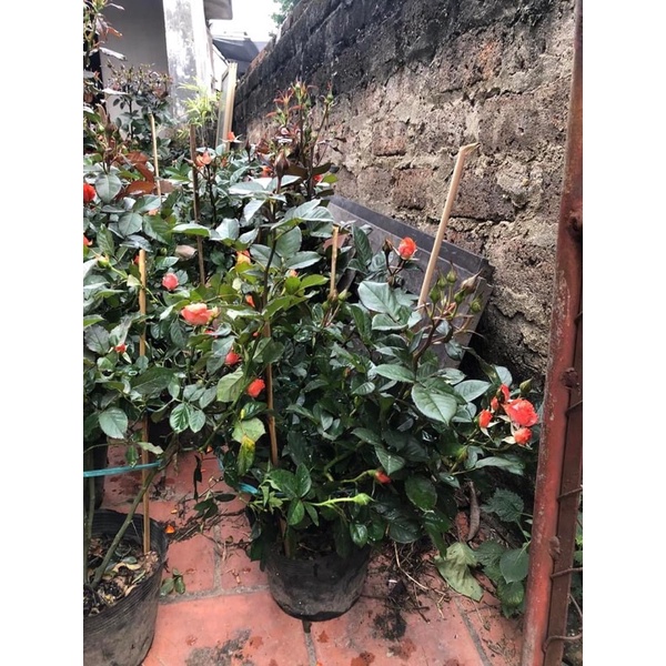 Cây hoa hồng tỉ muội siêu nụ
