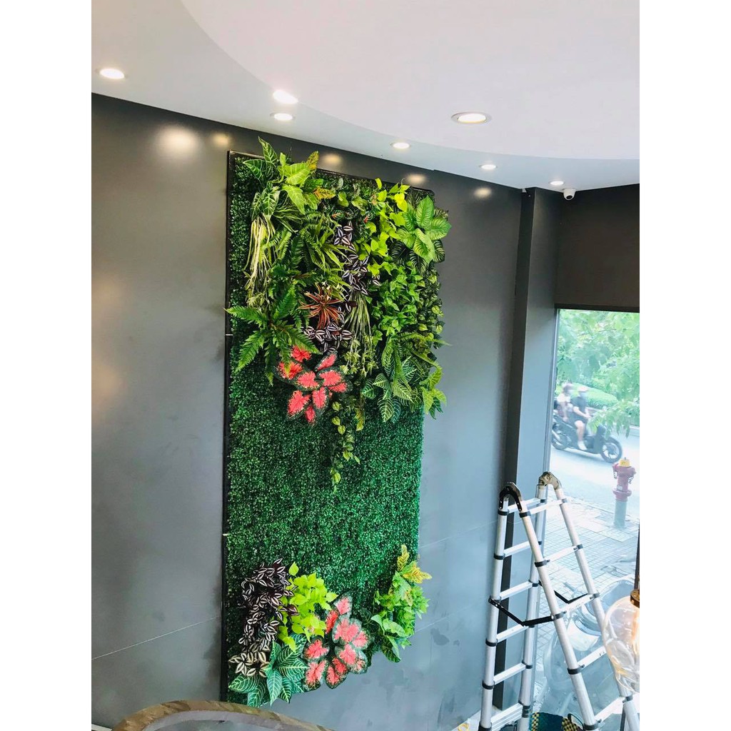 Cỏ treo tường tai chuột kích thước 60cm x 40cm.