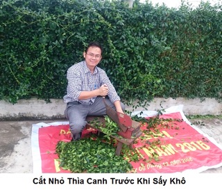 2kg dây thìa canh sỉ