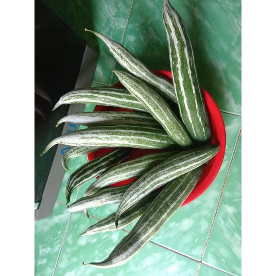 Hạt giống Lặc Lè Thái F1 Siêu Quả VA.03