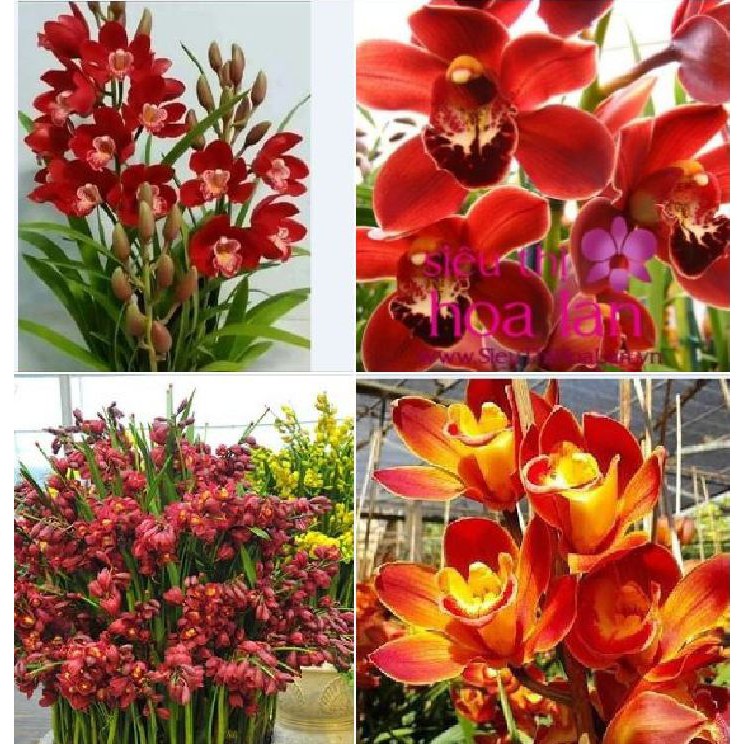 Củ Giống Hoa Địa Lan Santo Hoa Đỏ - ( 1 củ )