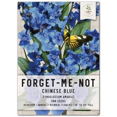 Hạt giống HOA LƯU LY XANH, Hạt giống Forget-Me-Not của Trung Quốc để trồng (Cynoglossum amabile)
