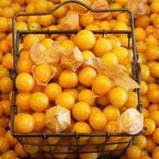 Hạt giống cây ANH ĐÀO ĐẤT (50H)
