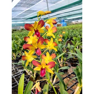 (2 chậu) Hoa lan dendro Gold Red (đỏ mặt trời) - đang hoa / đứng lá