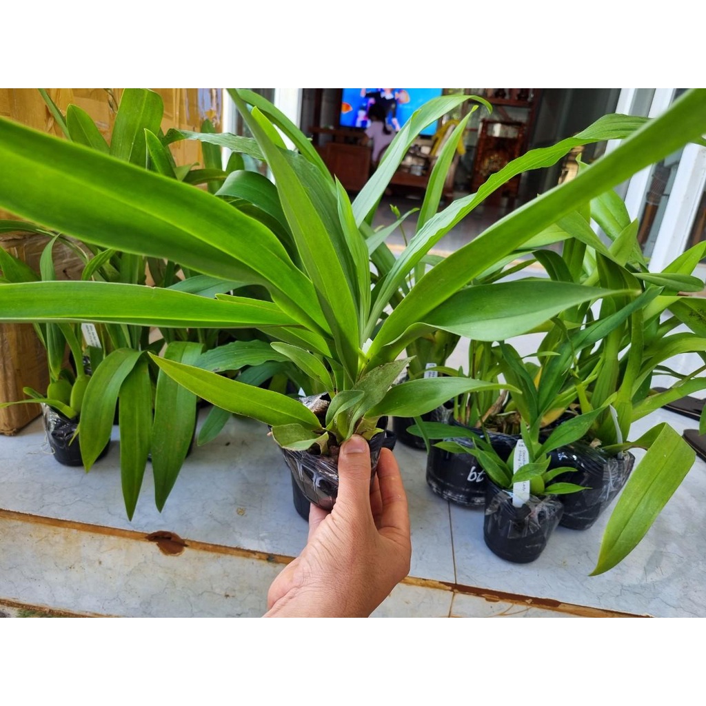 phong lan vũ nữ tuyết ngọc hàng đài loan trưởng thành sắp ra hoa