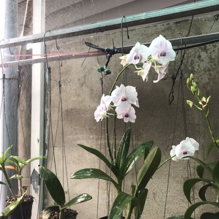 CUỘN 20m DÂY PHUN SƯƠNG PE ĐEN 8mm
