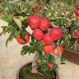 Hạt giống Táo Lùn Đỏ