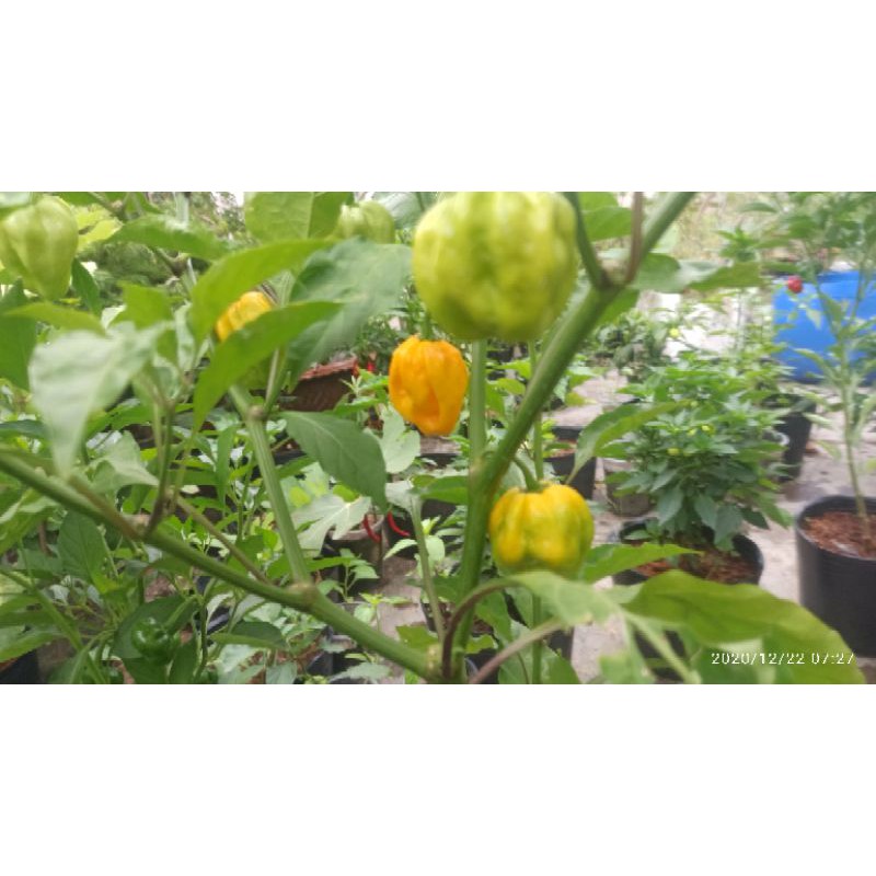 hạt ớt HABANERO VÀNG ( LEMON HABANERO)