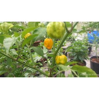 5 hạt ớt HABANERO VÀNG ( LEMON HABANERO)