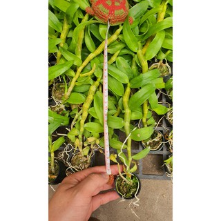 TRẦM RỒNG ĐỎ GIỐNG