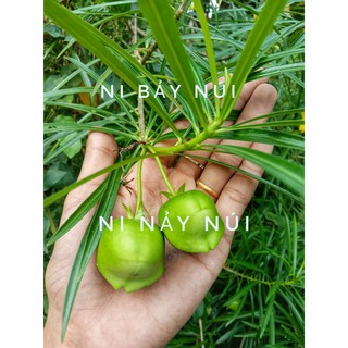 10 trái chín giống cây thông thiên- shop Ni Bảy Núi