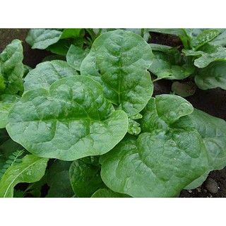 20gr - HẠT GIỐNG RAU MỒNG TƠI