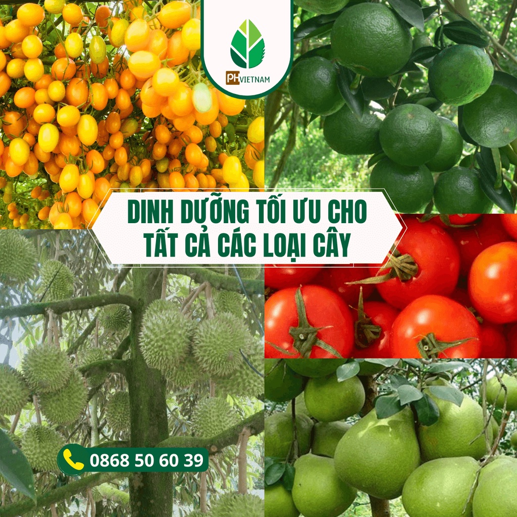 Phân Bón NPK 12-3-43 Túi 1Kg Dùng Được Tới 10.000m2, Pha 600 Lít Nước, Thúc Trái Lớn, Ngọt Trái, Dưỡng Trái