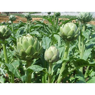 HẠT GIỐNG ATISO XANH - 1 gói