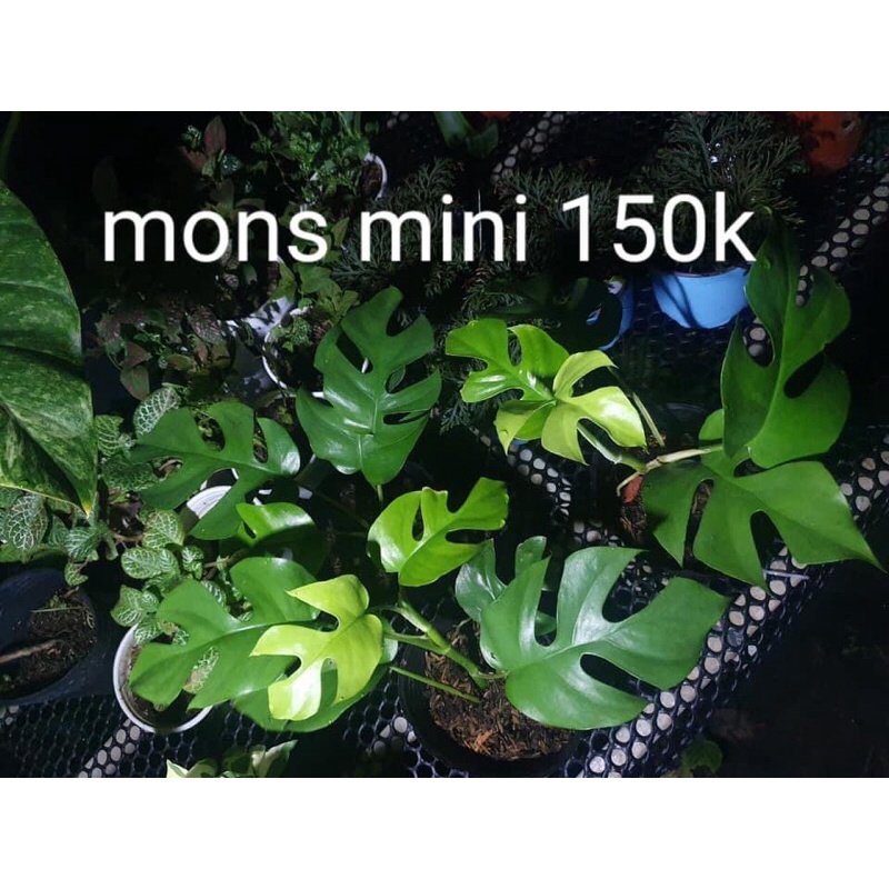 Philodendron rhaphidophora- mons mini