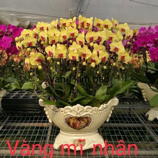 Combo 6 cây lan hồ điệp