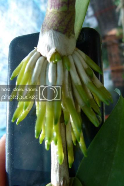SIÊU RA RỄ Tăng Lực cho cây