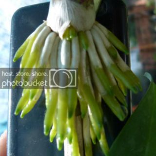 SIÊU RA RỄ Tăng Lực cho cây