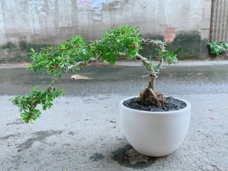Chậu Cây Linh Sam