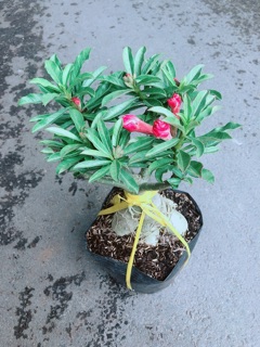 Cây Hoa Sứ Thái Kép