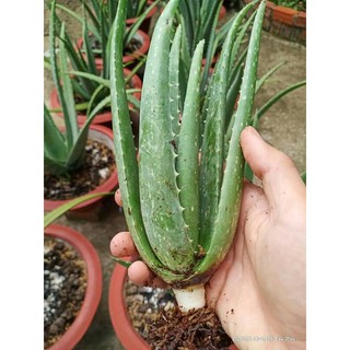 nha đam mỹ 5thang tuổi (35cm-40cm)