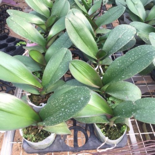 Lan hồ điệp cây tơ, hàng Việt Nam hoa đại