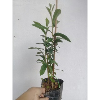 1 bầu cúc tần ấn độ